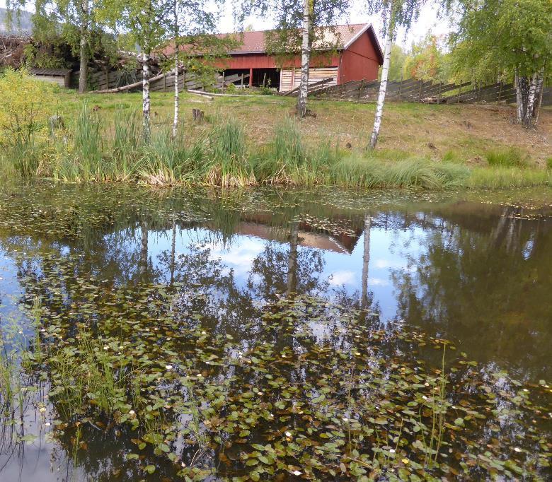 9 Skjøtsel av gårdsdammer Det kan gis tilskudd for slått, rydding eller beiting for å hindre gjengroing av gårdsdammer.