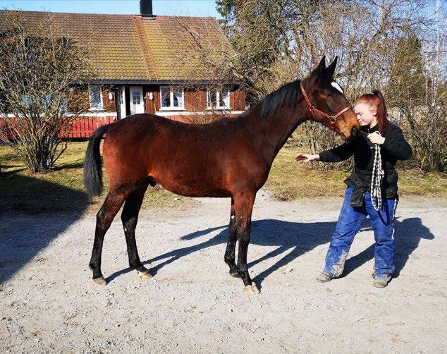 SINOU ADRIK (FR) OPPDRETTERNE ELDER O FLOTTE 1- ÅRINGER, HANS FØRSTE ÅRGANG I NORGE FAR: INFANT DU BOSSIS