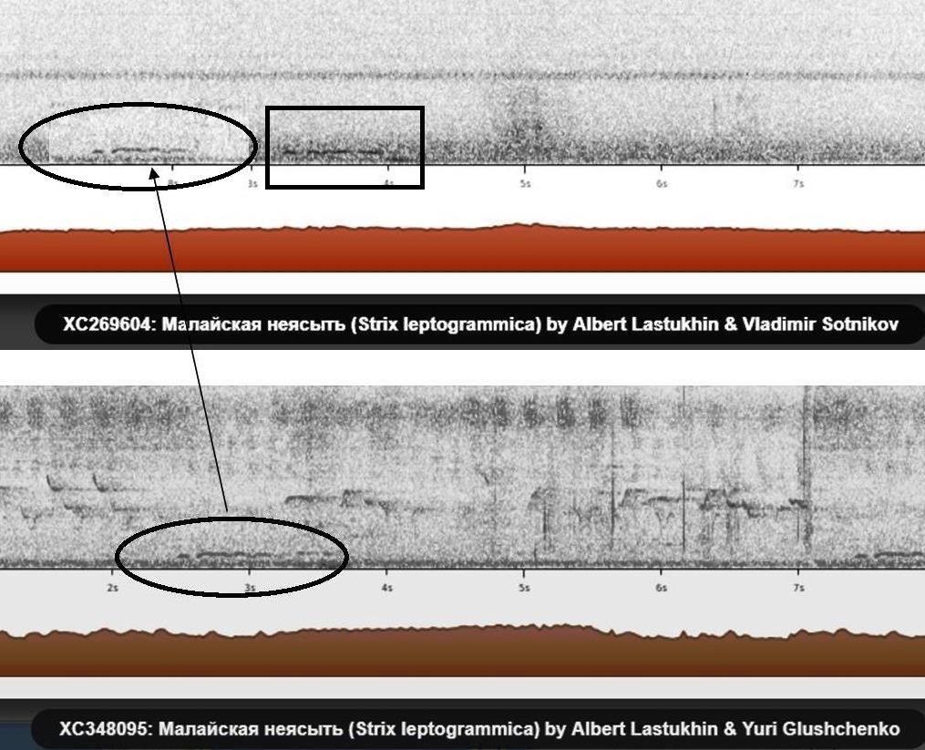 .ц11.ц ц ц ц цstrix leptogrammica. ц ц ц,ц ц ц,ц,ц 11ц ц2016;ц ц ц,ц ц2015ц.