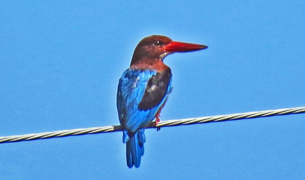 Pelargopsis capensis (Linnaeus, 1771). в бх Х ёх Х Х бх Х Х ХиХ ХзежнХЭ г 14)..ц14.ц ц цpelargopsis capensis.