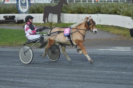 Harstad Travparks Travskole tilbyr: Kurs på flere nivåer Familiedager Ferieleirer Ponnibursdag og mye mer!