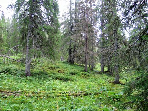Bilder fra området Tunnsjøflyin Typisk skogbilde i
