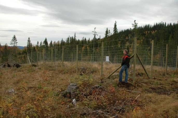 skogen Status: 36 uthegninger etablert i