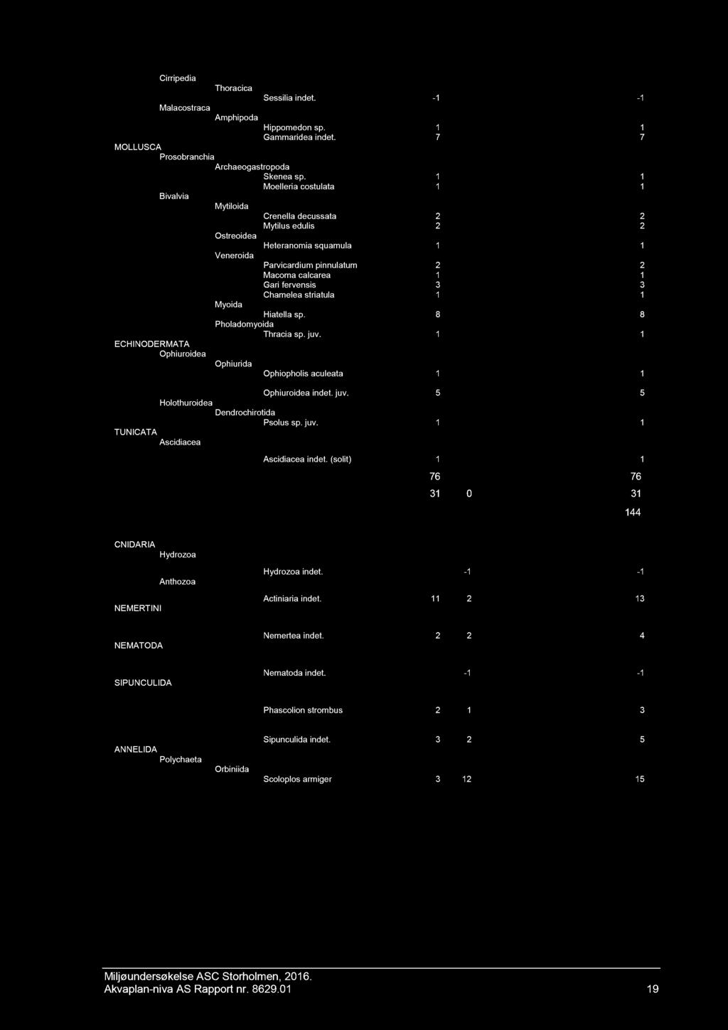 Rekke Klasse Orden Art/Taxa 01 02 Sum Cirripedia Thor acica Sessilia indet. - 1-1 Malacostraca Amphipoda Hippomedon sp. 1 1 Gammaridea indet. 7 7 MOLLUSCA Prosobranchia Archaeogastropoda Skenea sp.