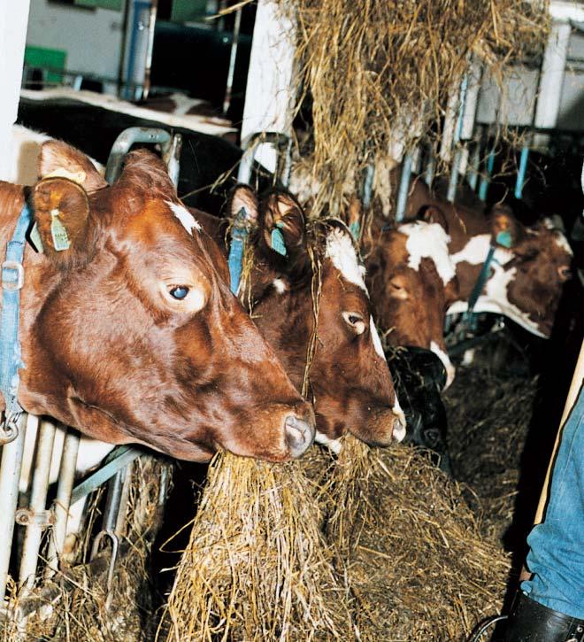 Grovfôr og mjølkekvalitet 28 I innefôringsperioden er det avgjørende å ha et godt grovfôr som utgangspunkt, for å produsere mjølk med høy kvalitet.