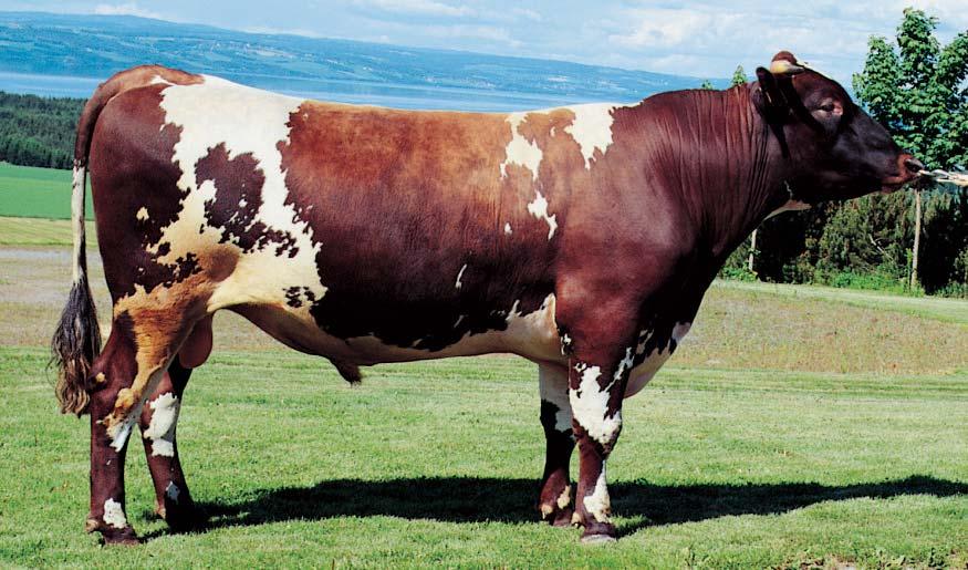 MENS VI VENTER PÅ AVKOMSGRANSKINGENE Foto: Hans A. Hals 5358 SØNDENÅ Født i 1997 hos Gerd og Sigurd Søndenå, Sand i Ryfylke.