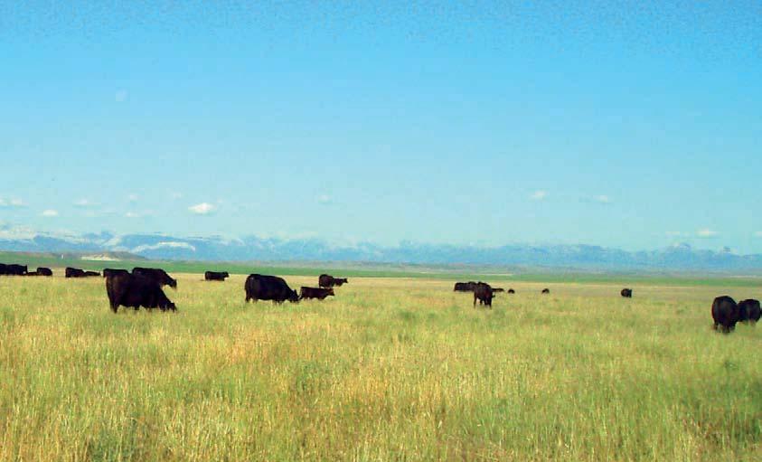 «Grassfed Beef» er en ny trend i USA. Dette avgjorde valg av reisemål for studieturen i regi av prosjektet «Rød Angus Marmorert Økobiff på Grovfôr».