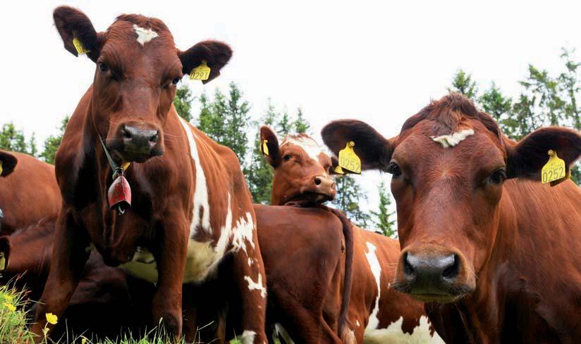 Feltundersøkelser i 11 besetninger med høy avdrått på førstekalvskyr avslørte store kviger ved kalving og god tilvekst gjennom hele oppdrettet.