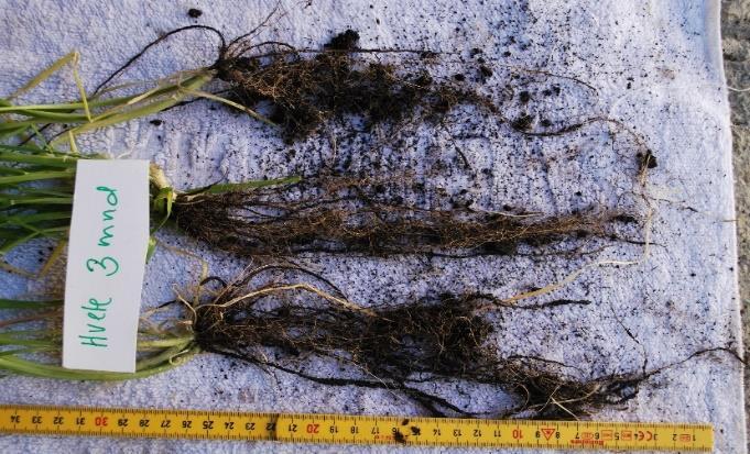Rotutvikling og aggregering av jord på og rundt røttene til tre måneder gamle planter.