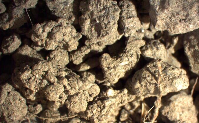 Biologisk stabilisering av karbon Røtter og mykorrhiza (sopprot) har biologisk, fysisk og kjemisk påvirkning på jordpartikler og dermed på karbonbinding og -frigjøring.