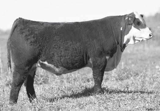 191 DHB 6964 183 LEADER 6050 ET Birth Date: 3-14-2016 Bull P43684356 Tattoo: 6050 189 DHB 6964 183 Leader 6042 ET / Lot 189 DHB 6964 183 LEADER 6042 ET