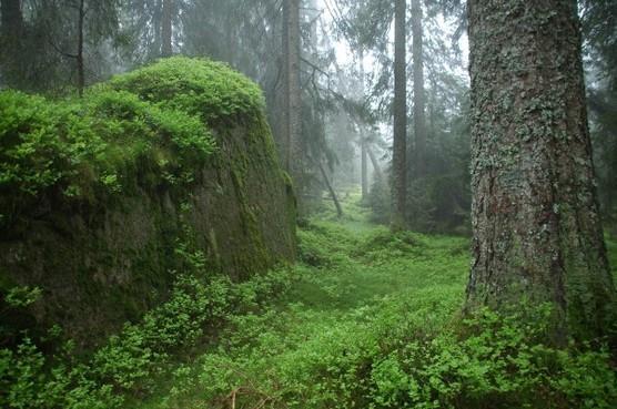 NATURVERNFORBUNDET Norges største og eldste miljøvernorganisasjon 105 år Naturvernforbundet jobber med et bredt spekter av saker innen miljø- og naturvern,