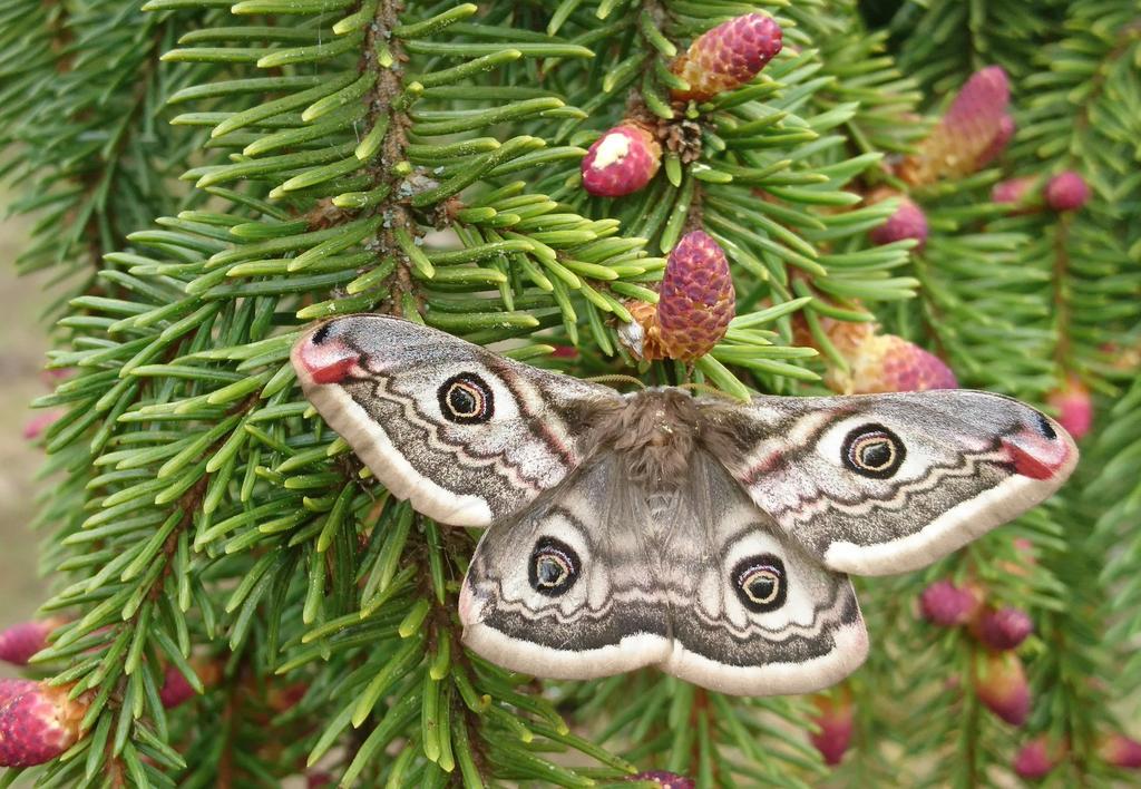 skogfrøverket årsmelding 2018 Nattpåfugløye på blomstrende gran. Foto: Arjan Besemer Genetisk variasjon Genetisk variasjon (diversitet) er grunnleggende for foredlingen.