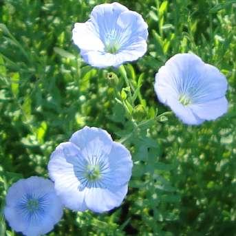 Melvær Blomkarse Tropaeolum