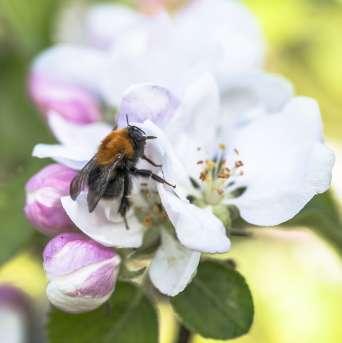 Blomstermeny for pollinerende