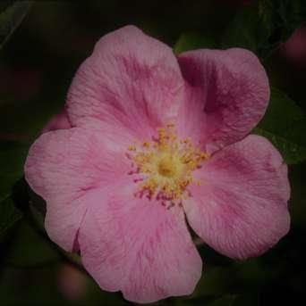 Steinnyperose Rosa