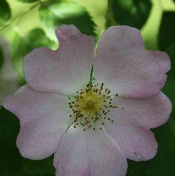 Hørlyk Kanelrose Rosa