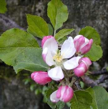 Geitved Rhamnus cathartica  