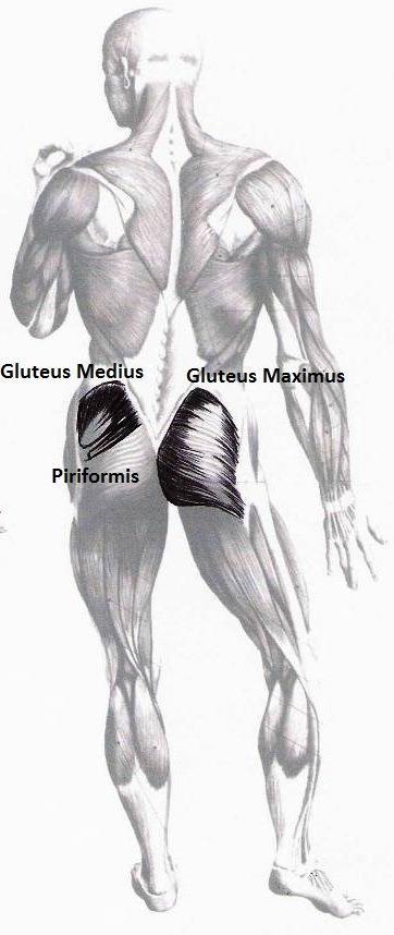 M. Piriformis dyp hoftemuskel Utspring: Korsbenets forside Feste: Trochantor major femoris Funksjon: Viktig for holdningen, særlig korsbenstilling og hofterotasjon. Obs!