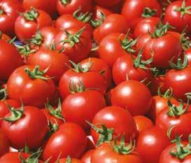 Cherry Red Punnets 250gm x 9 051327 Tomatoes - Cherry Red Punnet 250gm x 1 051325 Tomatoes - Cherry Vine 3kg x 1 051330 Tomatoes - Plum Vine 5kg x 1 051328