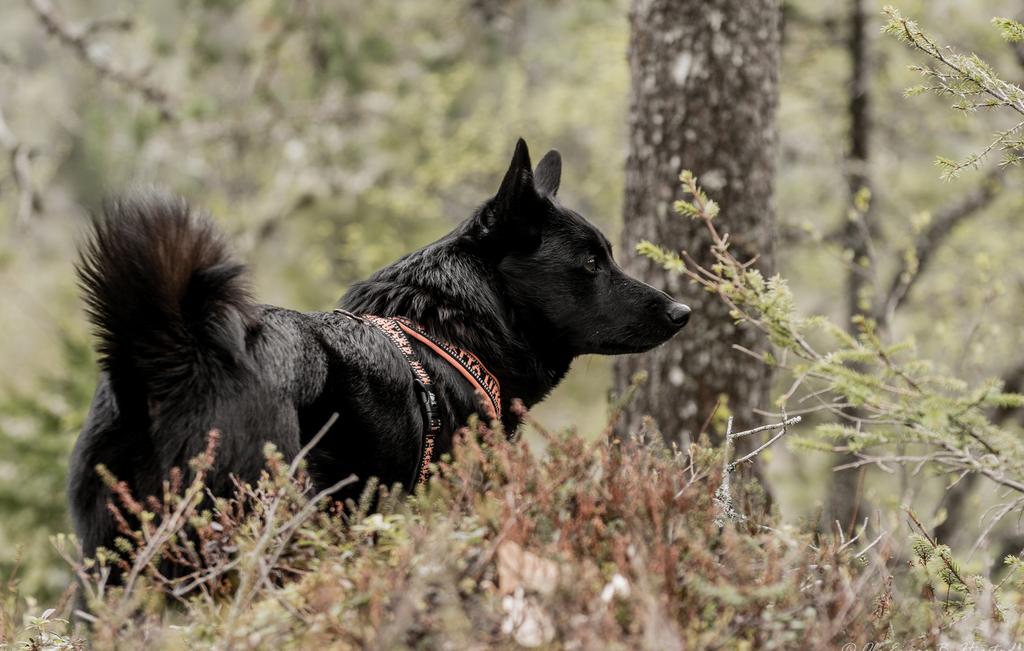 Elgrapport for Åfjord kommune - Foto: