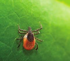 Skogflåtten har fire utviklingsstadier: egg, larve, nymfe og voksen. Larven er bare 0,5 mm lang. Nymfene er ca. 1,5 mm. De voksne hannene er 2 3 mm, mens de voksne hunnene er 3 4 mm.