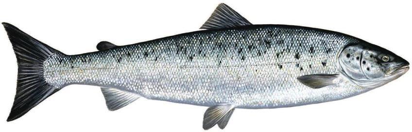 Hva produseres som mat av fisken i Norge?