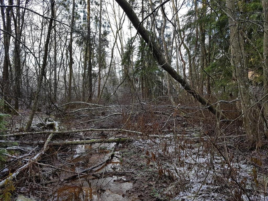 Figur 8 Parti fra registrert naturtype mellom badeplass og Møllerenga Vurdering av konsekvenser for kantsonen til Tussebekken samt våtmarksområdene i Slorene og Gjersjøen Tussebekken er i Naturbase