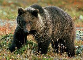 JUNI Tema: Dyrene i bjørneparken Denne måneden skal vi samtale og undre oss over hvilke dyr som bor i bjørneparken. Er det bare bjørn der?