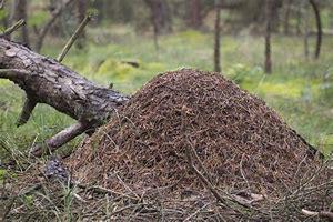 Vi skal synge mange sanger, og ha ulike formingsaktiviteter knyttet til dyrene. I slutten av måneden drar vi til Bjørneparken og ser på alle dyrene vi har snakket om.