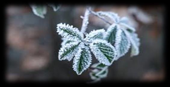 JULEMESSE Barnehagen er invitert til å vere med å synge på NLM si julemesse i