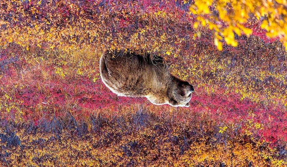 Se grizzlybjørner i Denali National Park Overnatting: Ramada Anchorage Downtown eller tilsvarende Dag 3: Anchorage - Denali National Park (380 km) Det er avreise fra Anchorage i dag, og dere har nå