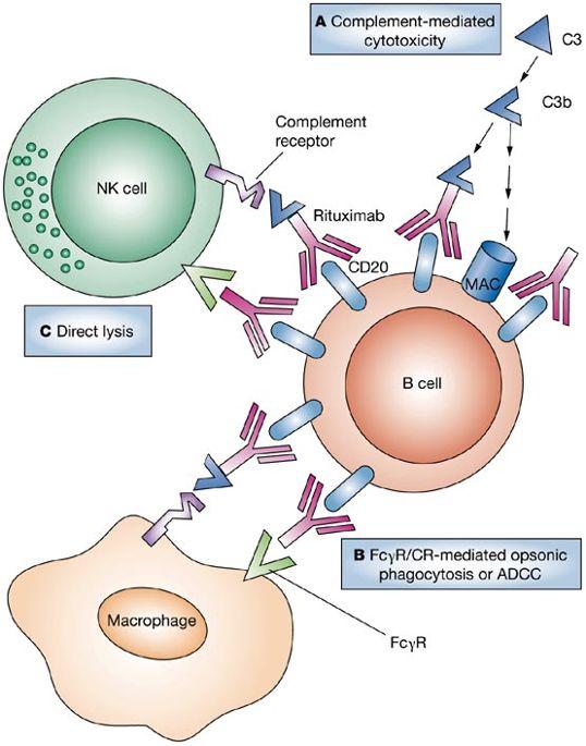 Rituximab PD L1 Programed Death