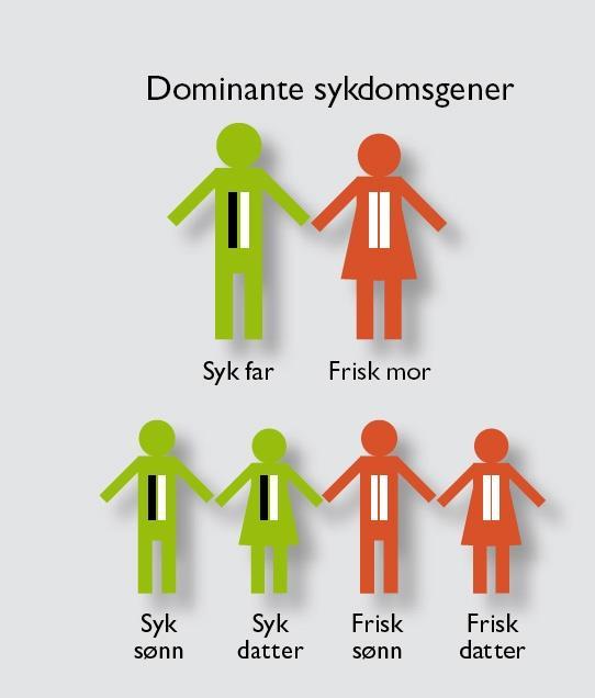 Arv og Huntingtons sykdom Autosomal dominant arvegang 50 % risiko for