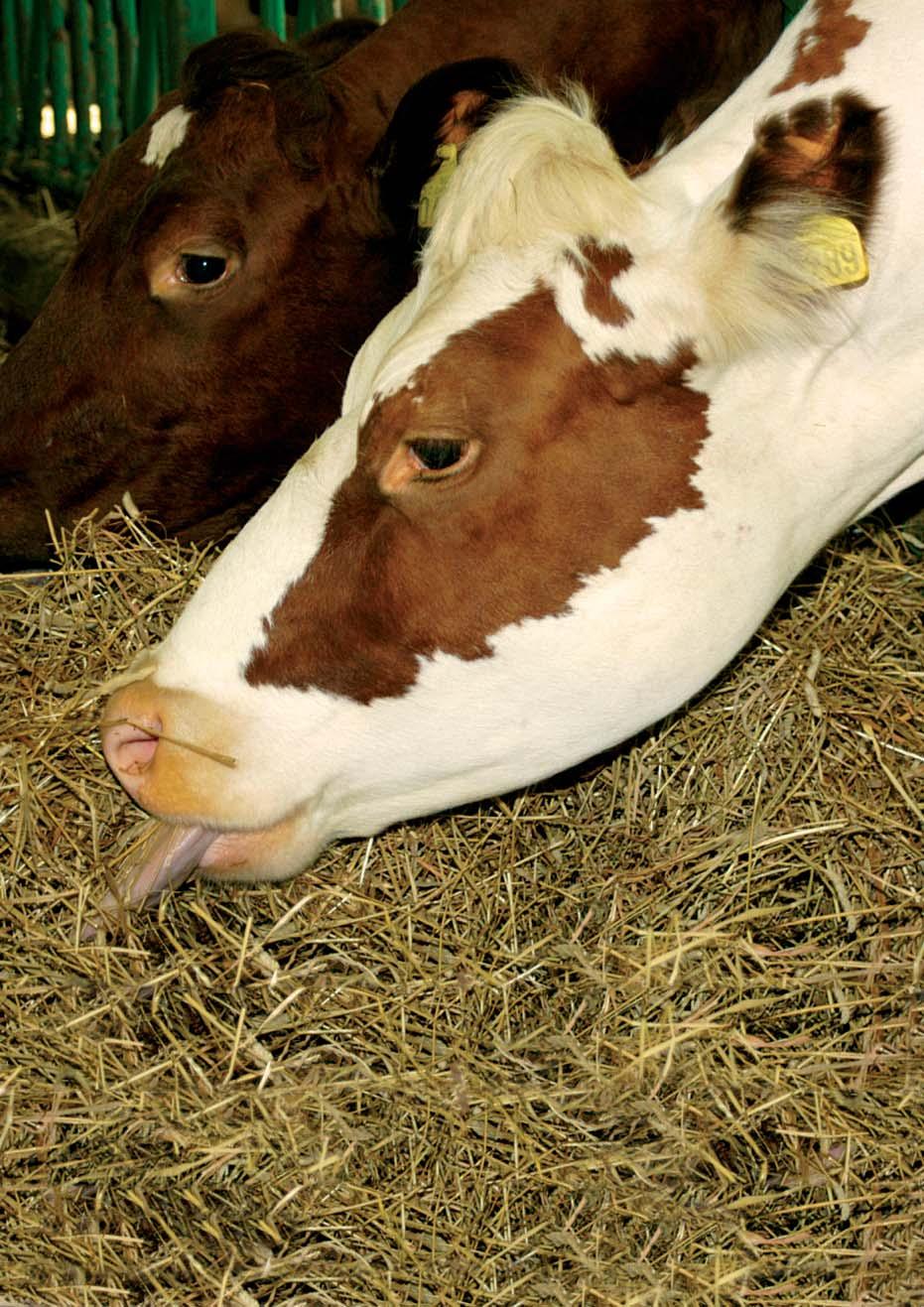 og fruktbarheit NRF-kyr fôra etter norm når positiv energibalanse i gjennomsnitt 23,4 dagar etter kalving. Foto: Rasmus Lang-Ree Figur 2.