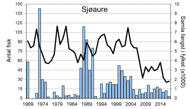 Laksefangstane i Vikja har i periodar variert nokolunde som i resten av fylket dei siste 20 åra, men med klare avvik enkelte år (figur 1, linje).