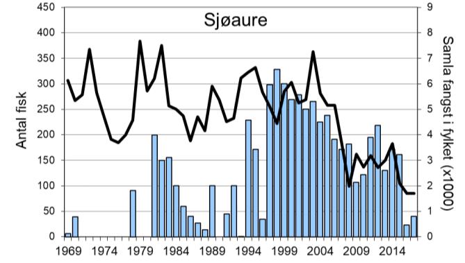 Etter ein periode med meir stabile fangstar, har det vore sterkt reduserte fangstar dei to siste åra, og i 2017 vert det berre fanga 40 sjøaure, det nest svakaste resultatet sidan 1990-talet.