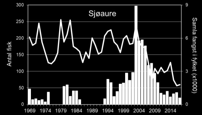 Frå midt på 1990-talet auka fangstane, fram til 2003, då det vart fanga heile 297 sjøaure (figur 1, stolpar).