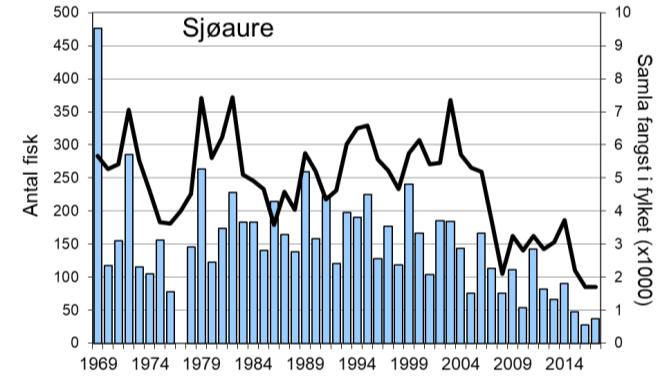 Fangstane av sjøaure har variert, men hatt ein minkande tendens, særleg dei siste åra. I 2017 vart det fanga 37 sjøaure (snittvekt 1,7 kg), den nest lågaste fangsten som er registrert.