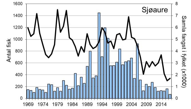 Fangstane av sjøaure har stort sett auka jamt frå midt på 1980-talet, men etter 2006 har fangstane vore låge og avtakande. I 2017 vart det fanga 69 sjøaure, den lågaste fangsten som er registrert.