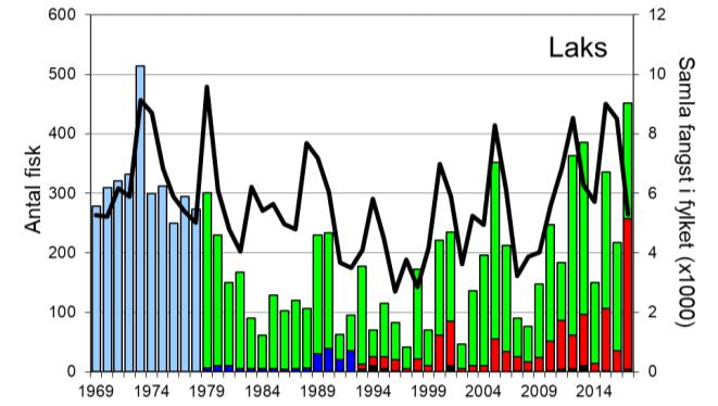 Skjel 2017 FANGST OG SKJELPRØVAR I ERVIKELVA Fangststatistikk I perioden 1969-2017 var gjennomsnittleg årsfangst 205 laks (snittvekt 2,4 kg).