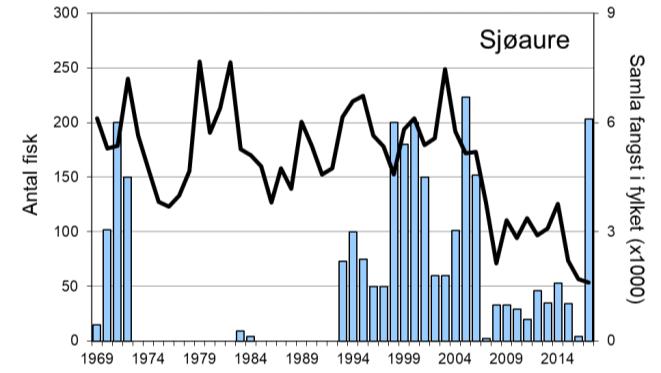 Det har vore stor mellomårsvariasjon i laksefangstar sidan 1970-talet, men tendensen har vore aukande utover 2000-talet.