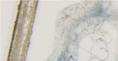 Mye er utrolig smått i jorda 1 µm (mikrometer) = 0,001 mm 1 mm = 1000 µm Skisse av