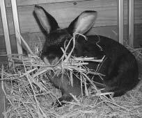 Husk å før opp dato for paringen (forventet fødsel vil jo nå skje etter 31 dager). Samtidig noterer en ned alle ørenummer på de to kaniner.