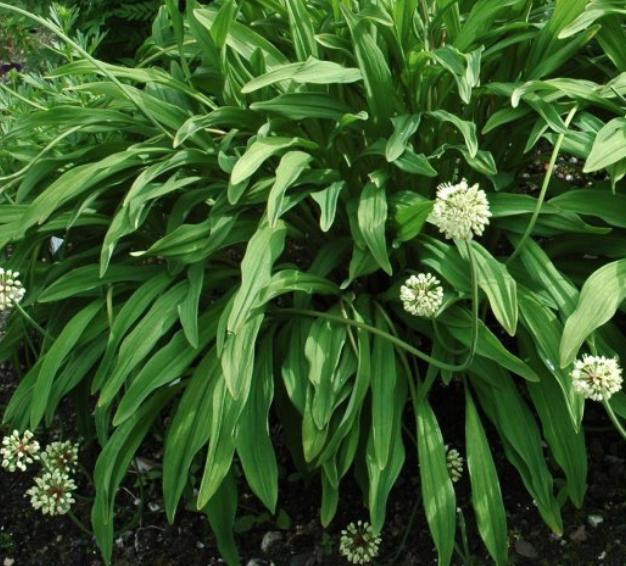 Seiersdløk Løk Luftløk Etasjeløk Allium cepa Løkfamilien Blomstrer ikke, men setter yngleløk i spissen av skuddene.