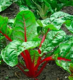 Mangold Bladbete Rhubarb chard Beta vulgaris Amarantfamilien God drenert jord Sør - Europa.