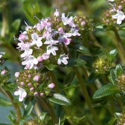 Vakker lav busk med grålodne, aromatiske blad og rødfiolette blomster. Sar Sommersar Bønneurt Fattigmannspepper, Pepperurt Satureja hortensis 20-30 cm. Godt drenert jord. Avskjermet plass.