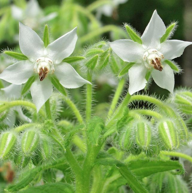 Agurkurt Lysblomst Borago officinalis Rubladfamilien Hardfør Selvsår seg villig Kalkholdig, næringsrik jord. Bruk mager jord på balkong Middelhavsområdet, brakt til Norge av munker.