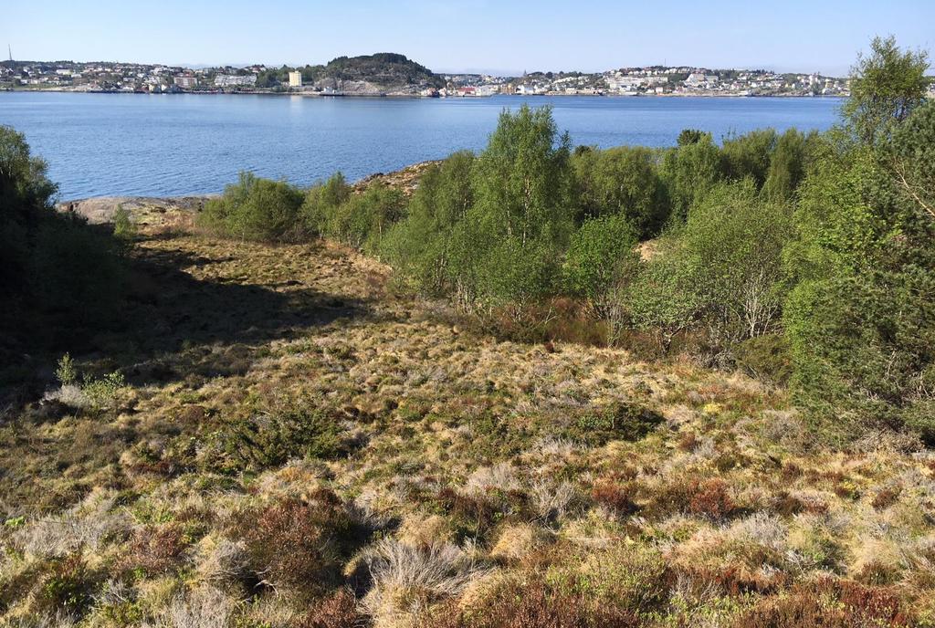 Figur 4-2 Fukthei dominert av røsslyng og gjengrodd innmark med bjørke ved Gryta.