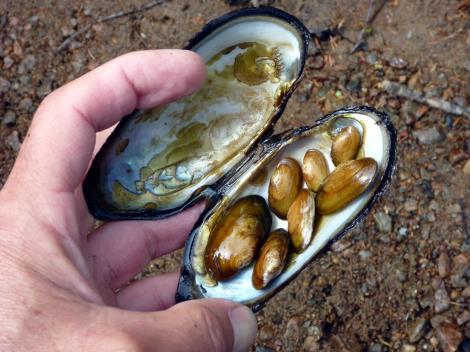 Fisk og miljøundersøkelser